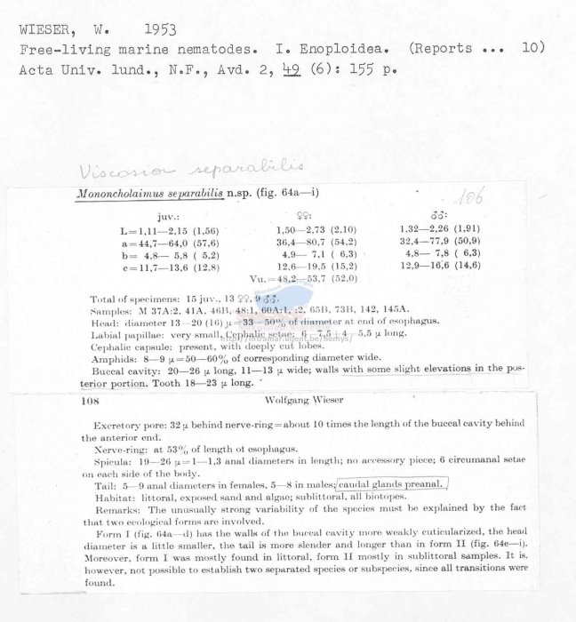 Viscosia separabilis