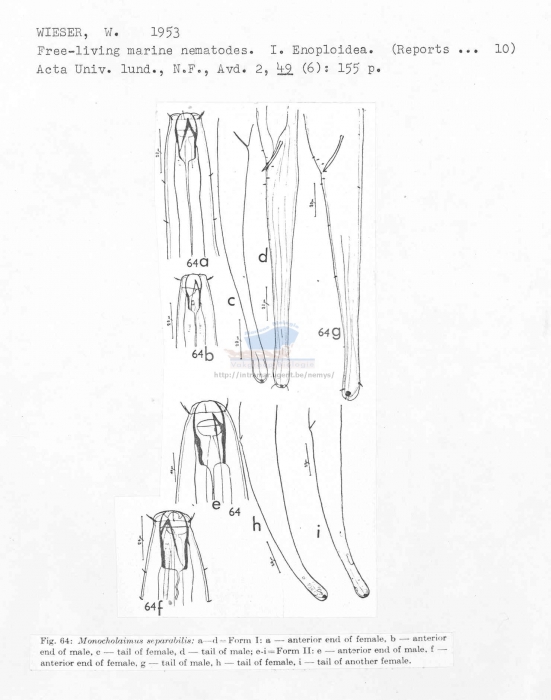 Viscosia separabilis