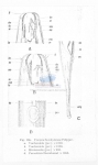 Viscosia brachylaima