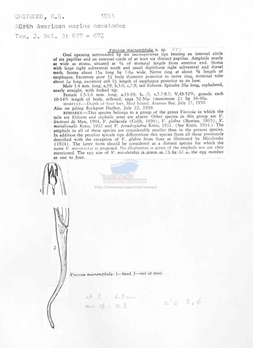 Viscosia macramphida