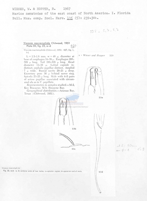 Viscosia macramphida