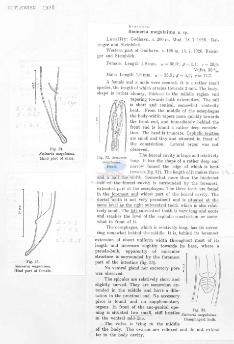 Viscosia megalaima