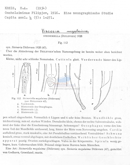 Viscosia megalaima
