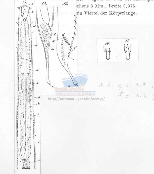 Viscosia papillosa