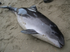 20061200_DePanne