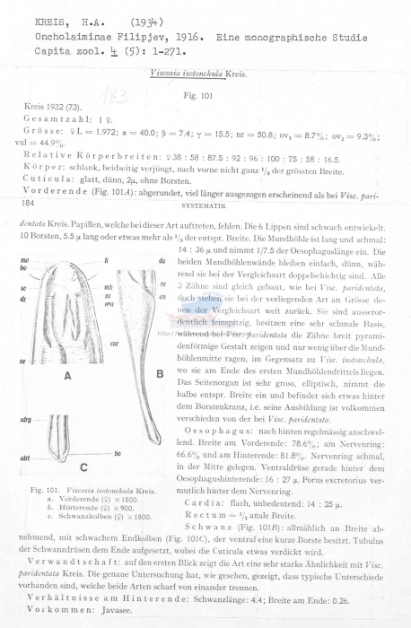 Viscosia isotonchula