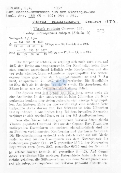 Viscosia nicaraguensis