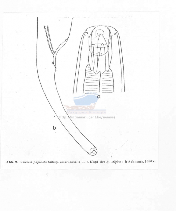 Viscosia nicaraguensis