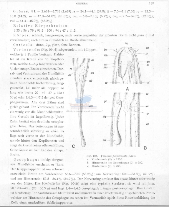 Viscosia paridentata