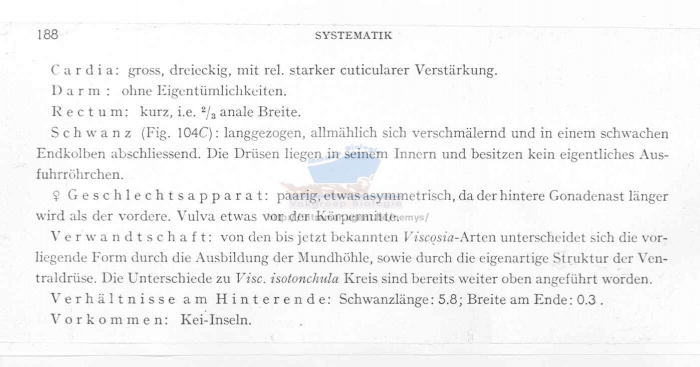 Viscosia paridentata