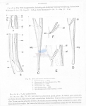 Viscosia bandaensis