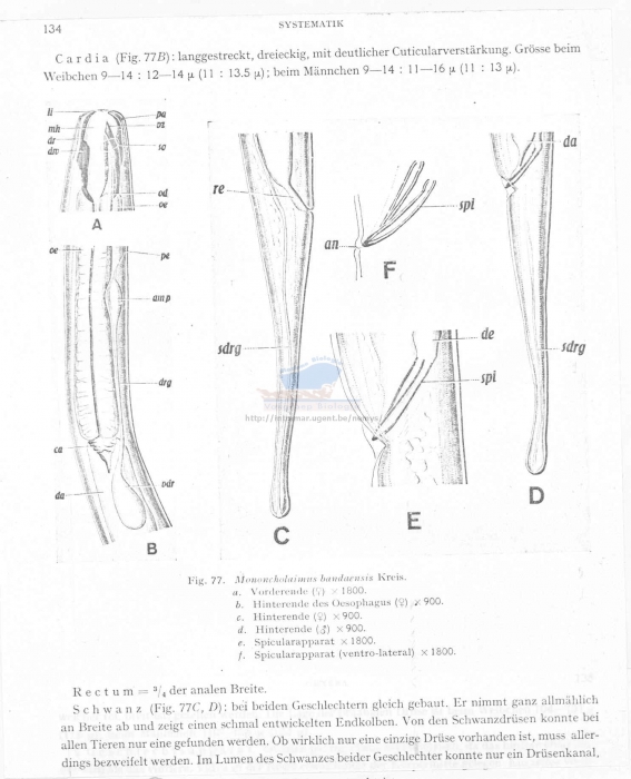 Viscosia bandaensis