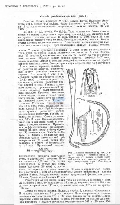 Viscosia poseidonica
