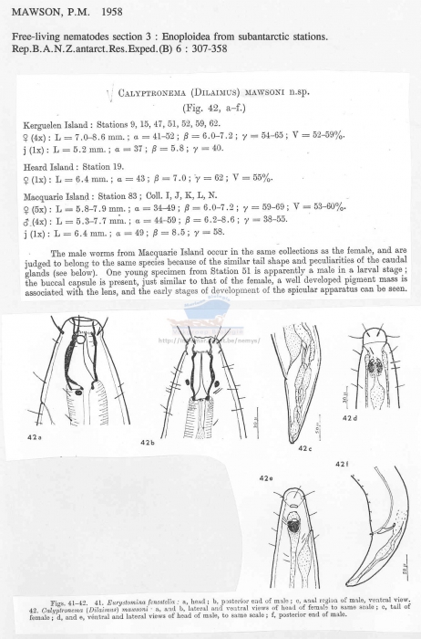 Calyptronema mawsoni