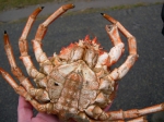 Decapoda