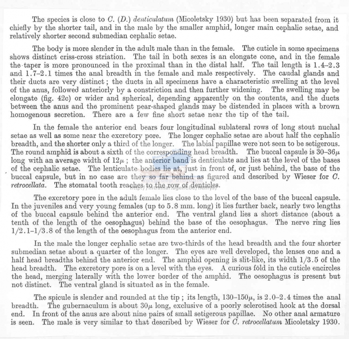 Calyptronema mawsoni