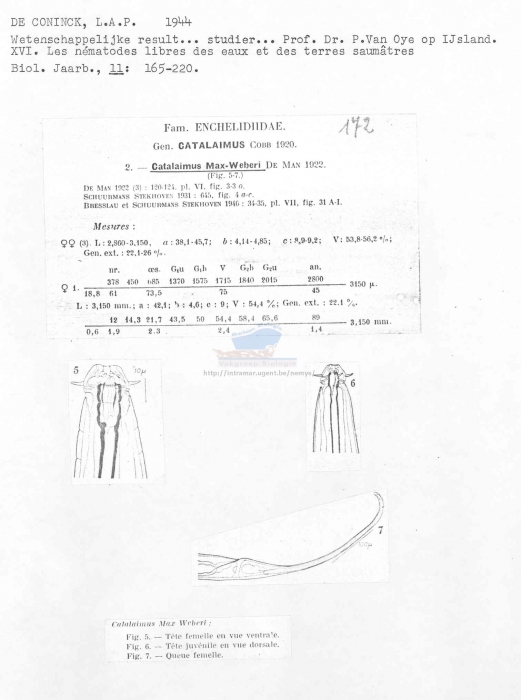 Calyptronema maxweberi