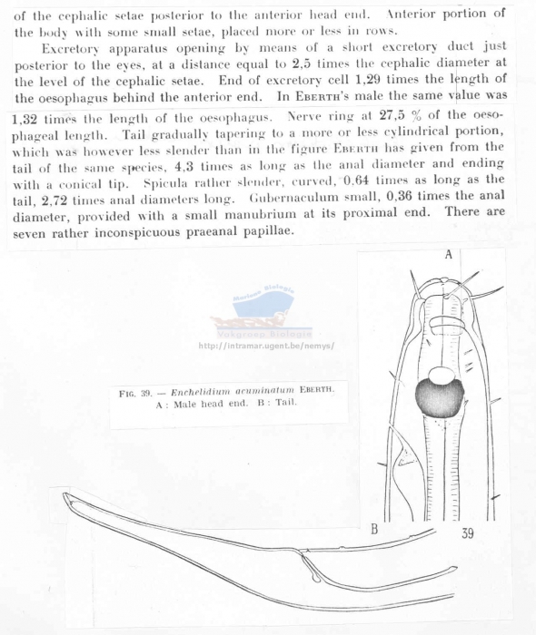 Calyptronema acuminatum