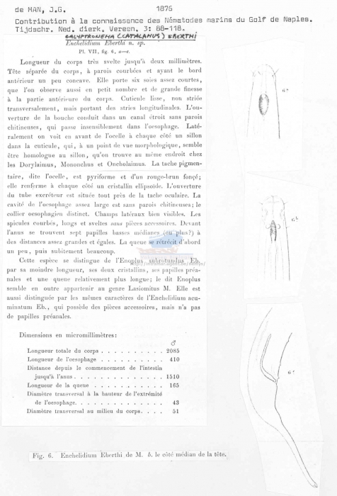 Calyptronema eberthi