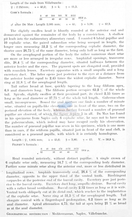 Calyptronema eberthi