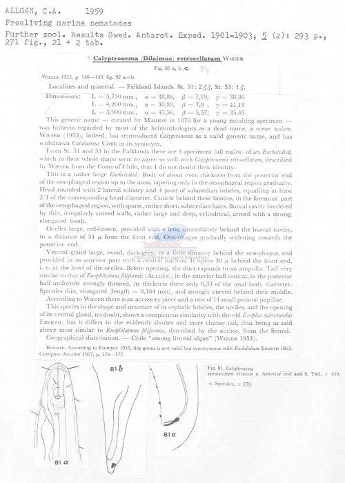 Calyptronema retrocellatum