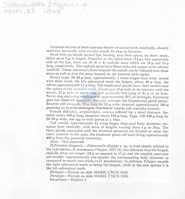 Ditlevsenella filipjevi