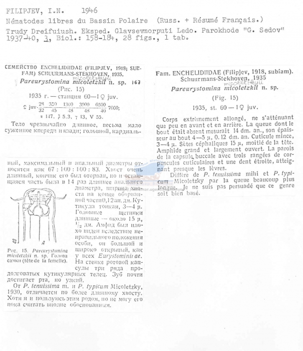 Pareurystomina micoletzkyii