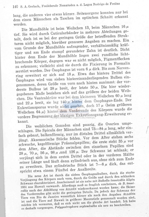 Polygastrophora septembulba