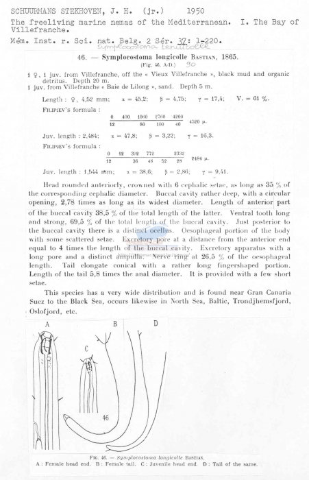 Symplocostoma tenuicolle