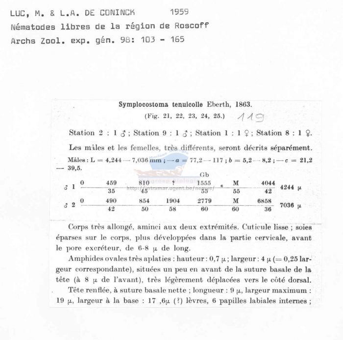 Symplocostoma tenuicolle