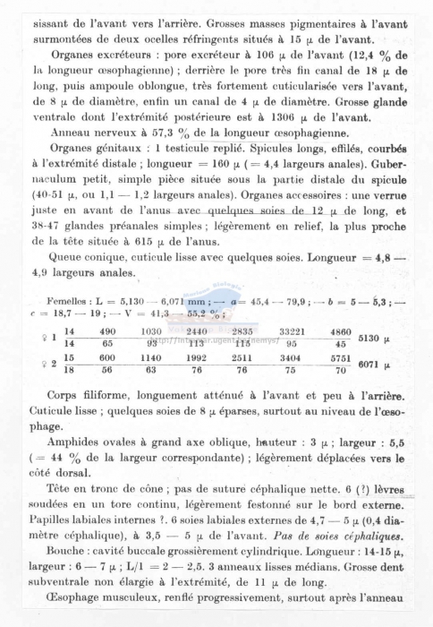 Symplocostoma tenuicolle