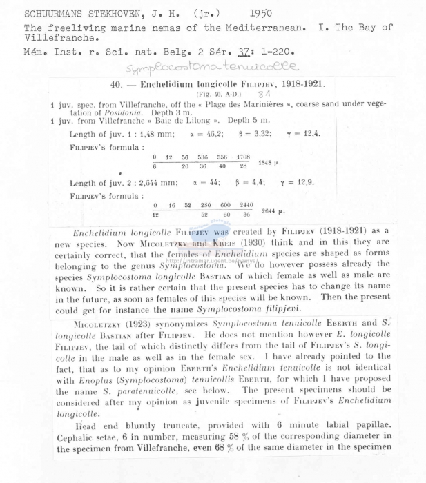 Symplocostoma tenuicolle