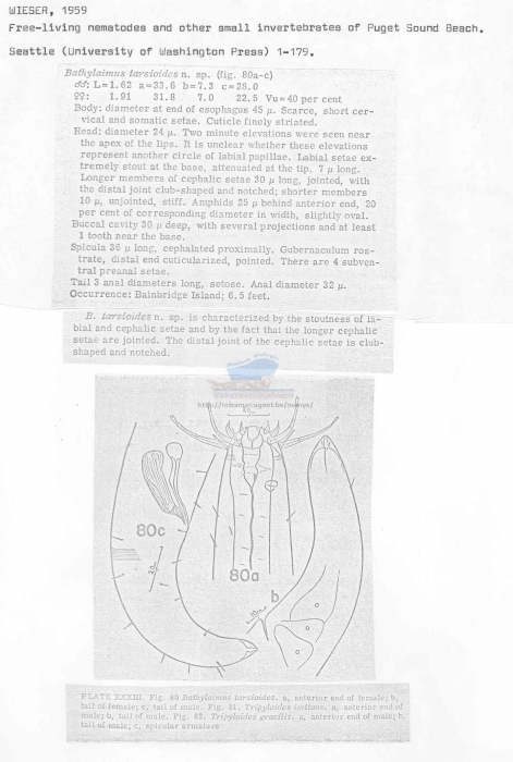 Bathylaimus tarsioides