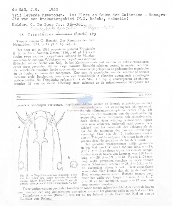 Tripyloides gracilis