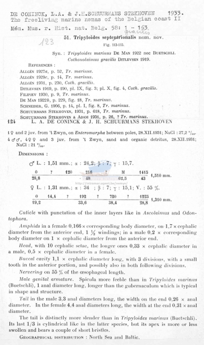 Tripyloides gracilis