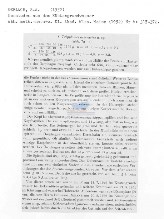 Tripyloides acherusius