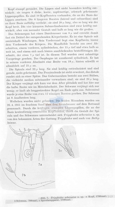 Tripyloides acherusius