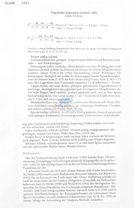 Tripyloides acherusius