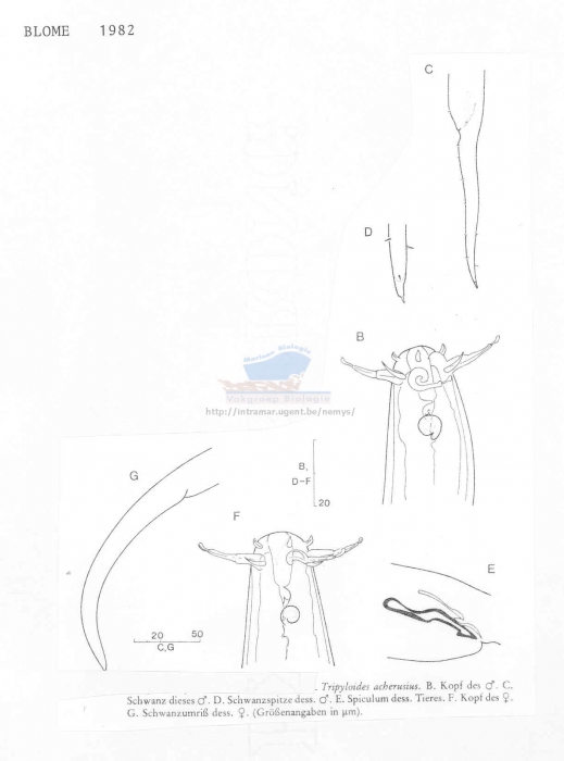 Tripyloides acherusius