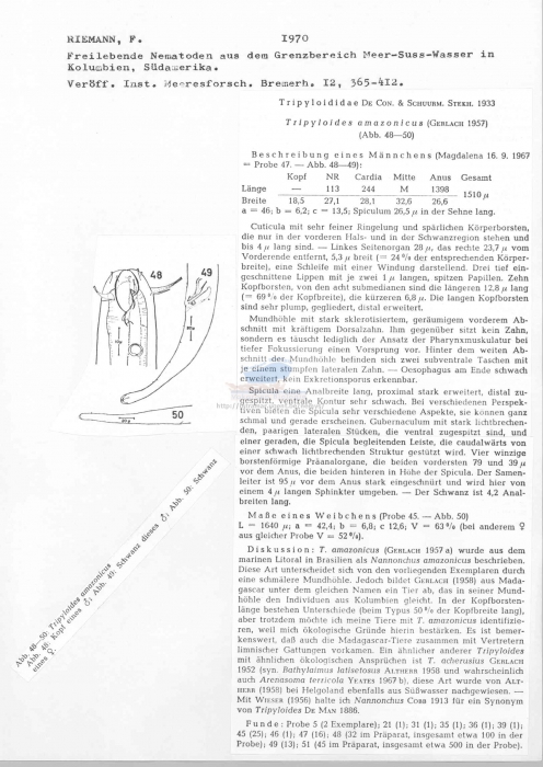 Tripyloides amazonicus