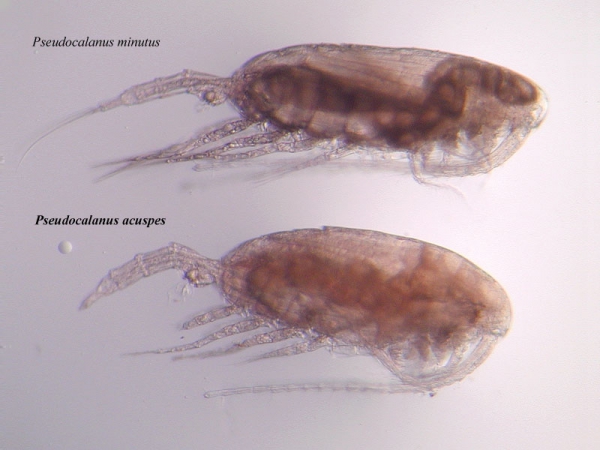 Pseudocalanus acuspes and Pseudocalanus minutus Pseudocalanus acuspes and Pseudocalanus minutus