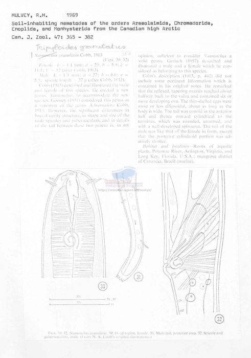Tripyloides granulatus