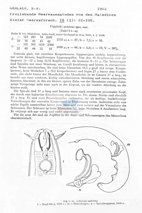 Tripyloides undulatus