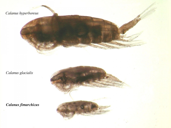 Calanus finmarchicus, Calanus glacialis and Calanus hyperboreus Calanus finmarchicus, Calanus glacialis and Calanus hyperboreus