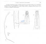 Halanonchus cornutus