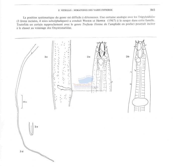 Halanonchus cornutus