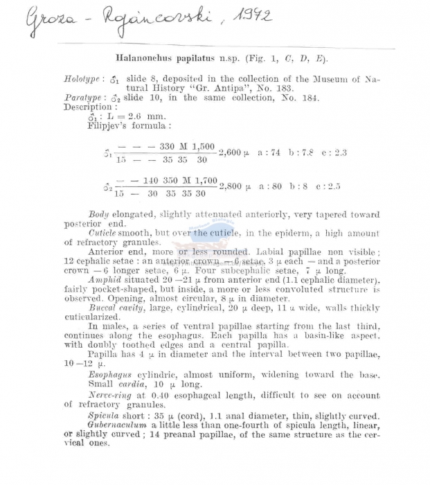 Halanonchus papilatus