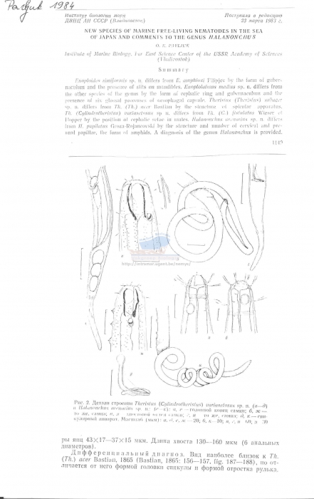 Halanonchus arenarius