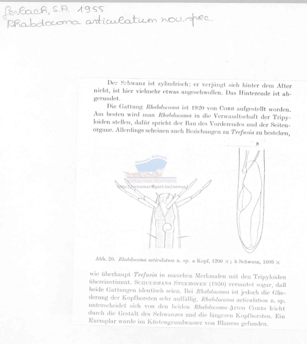 Rhabdocoma articulata