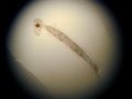 Appendicularia